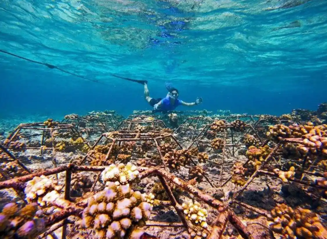 Marine Life & Reefs Image 3